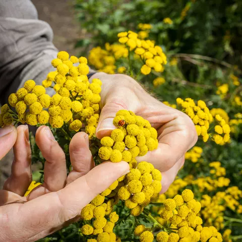 Hände untersuchen eine Pflanze in Terra Medica