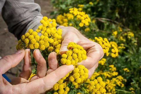 Hände untersuchen eine Pflanze in Terra Medica