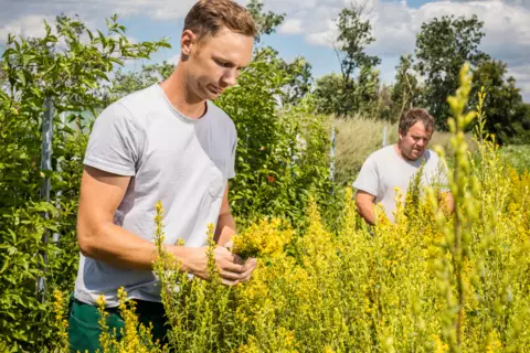 Mitarbeiter der DHU bei der Ernte in Terra Medica