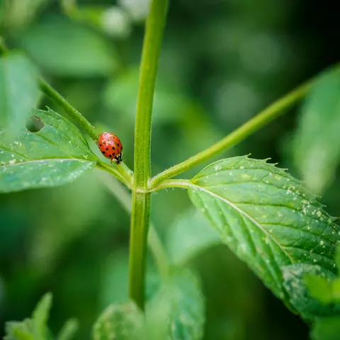 Marienkäfer auf einer Pflanze
